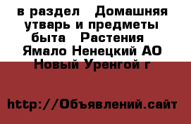  в раздел : Домашняя утварь и предметы быта » Растения . Ямало-Ненецкий АО,Новый Уренгой г.